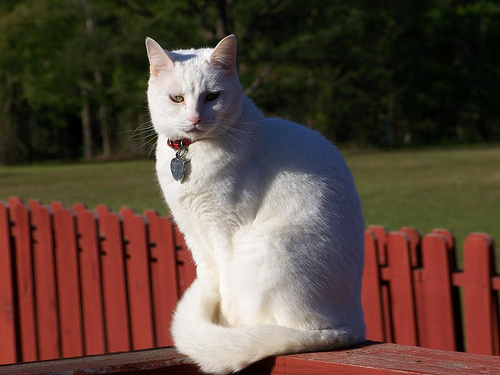 White American Shorthair Cat Sitting On Railing