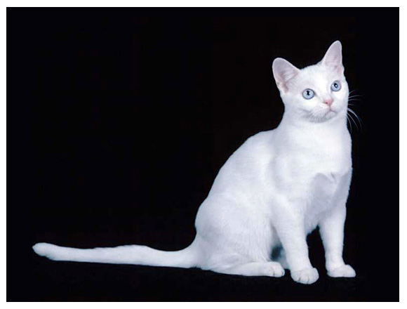 White American Shorthair Cat Sitting