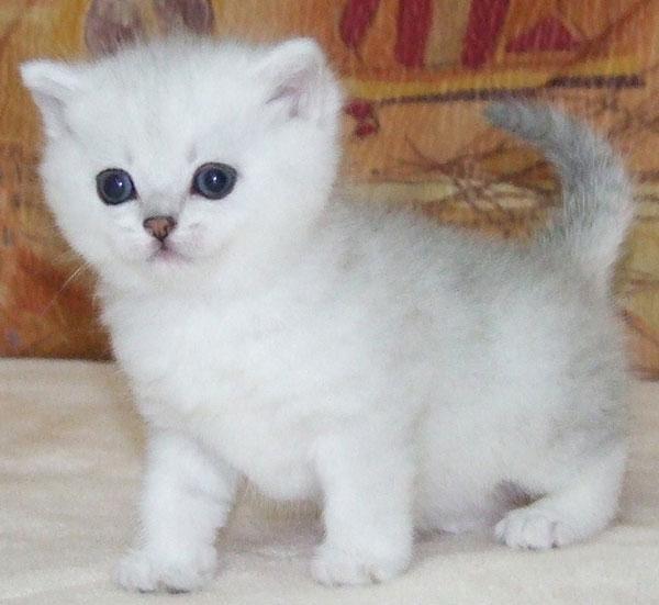 White Cute American Shorthair Kitten