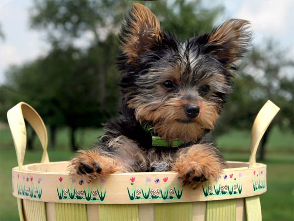 Yorkshire Terrier Dog In Basket
