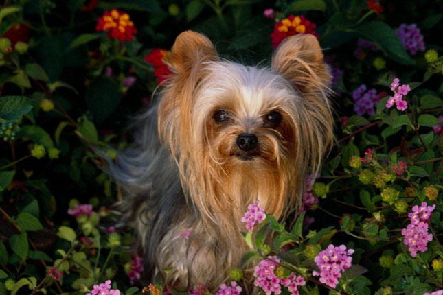 Yorkshire Terrier Dog In Flowers