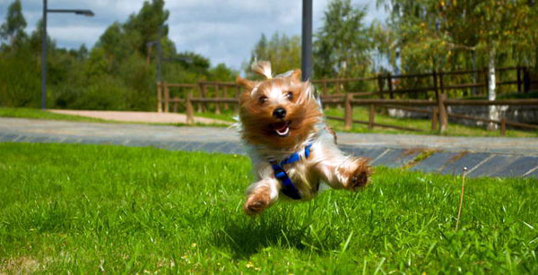 Yorkshire Terrier Dog Jumping