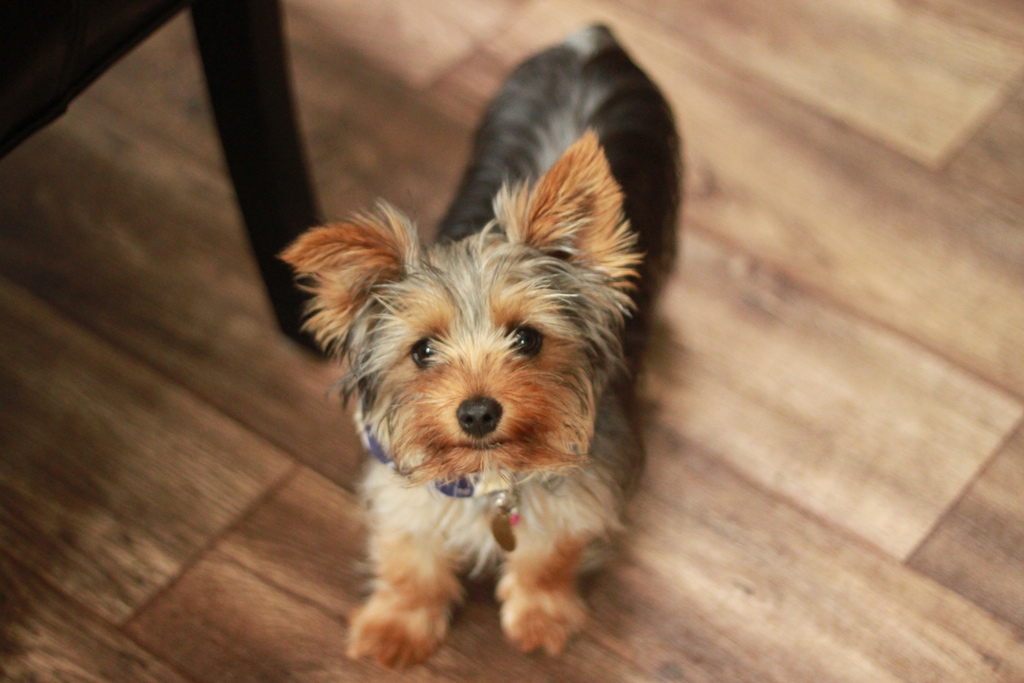 Yorkshire Terrier Dog Looking Up Picture