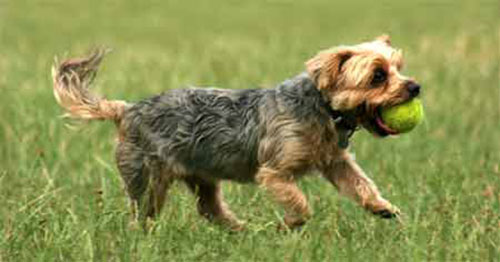 Yorkshire Terrier Dog Playing With Ball