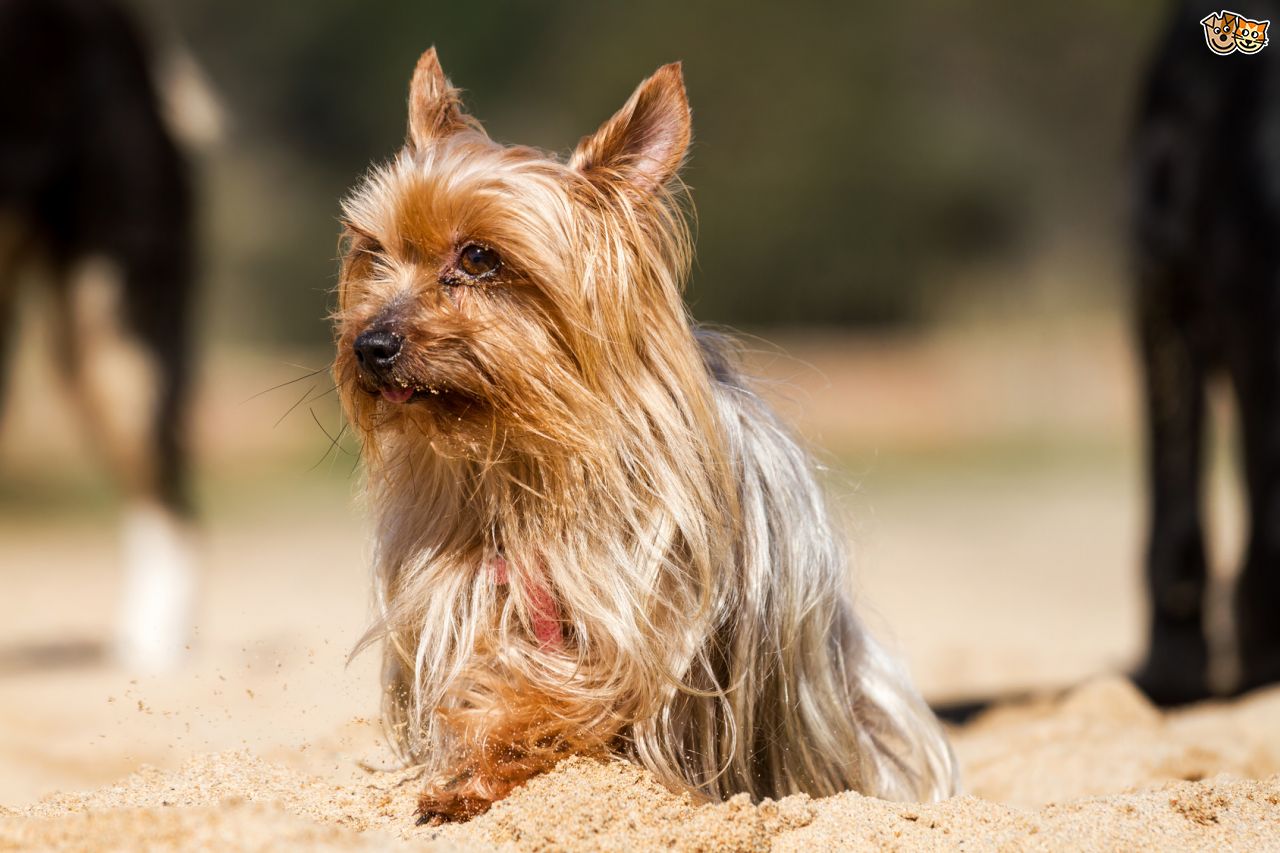 Yorkshire Terrier Dog Sitting In Sand
