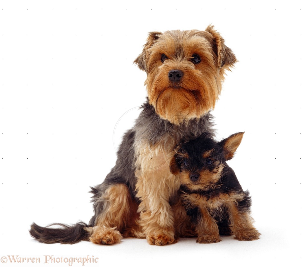 Yorkshire Terrier Dog With Puppy