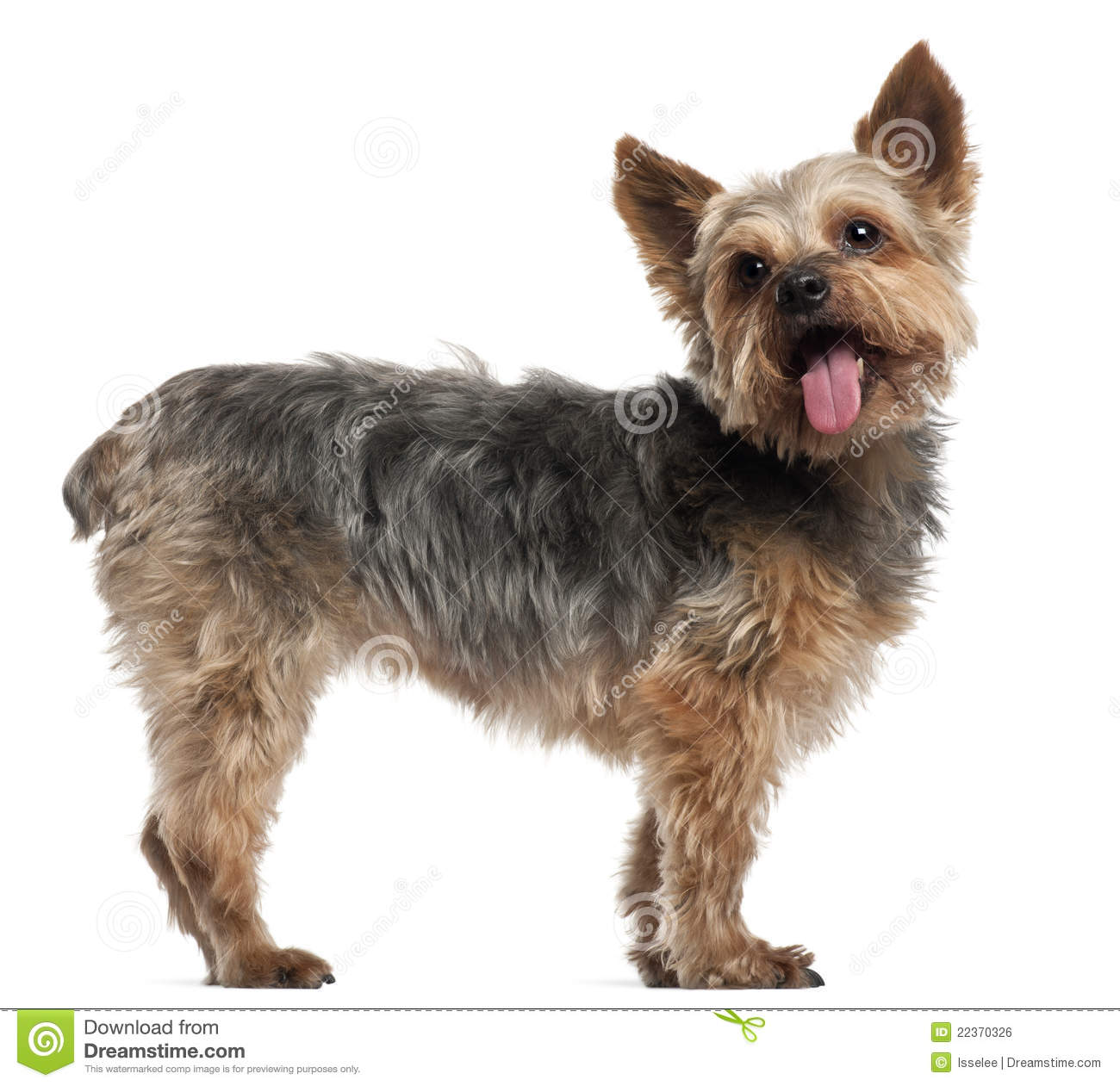 Yorkshire Terrier Dog Without Tail
