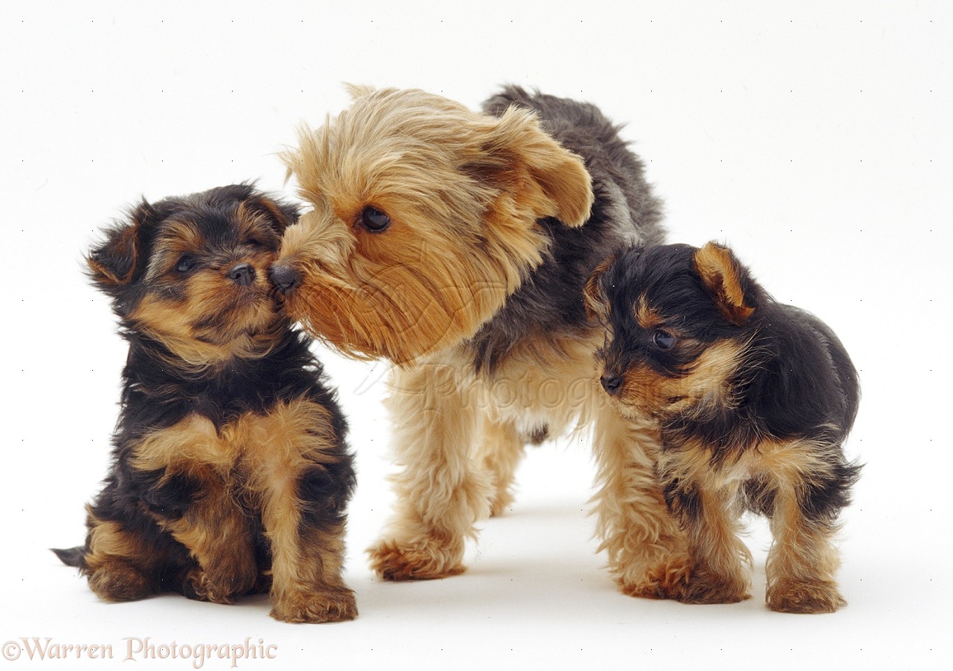 Yorkshire Terrier Family
