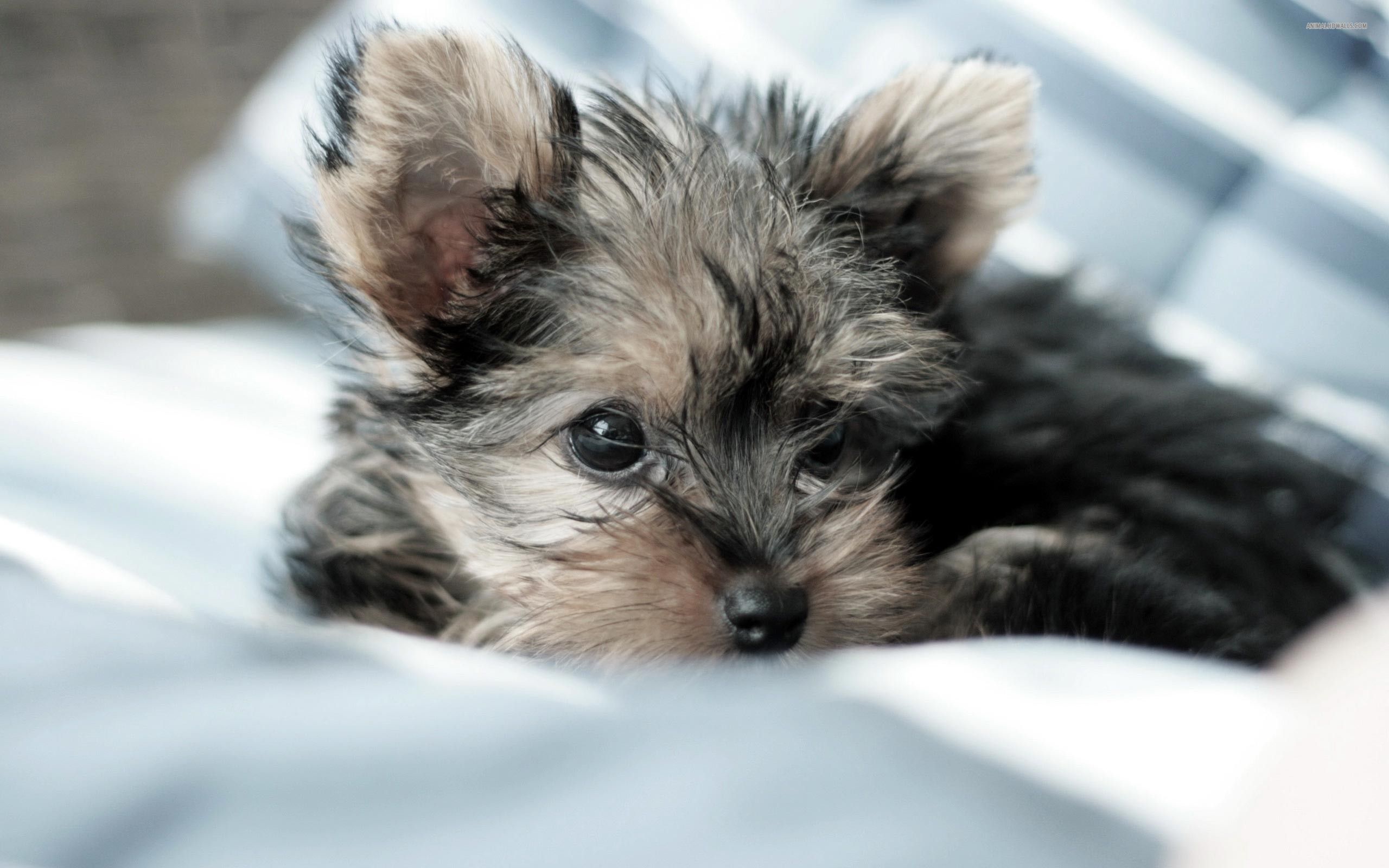 Yorkshire Terrier Puppy Laying