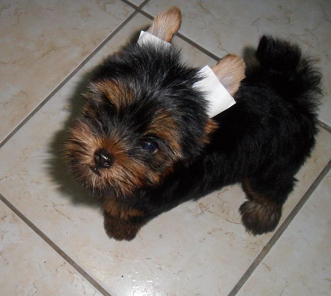 Yorkshire Terrier Puppy Looking Up