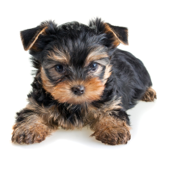 Yorkshire Terrier Puppy Picture