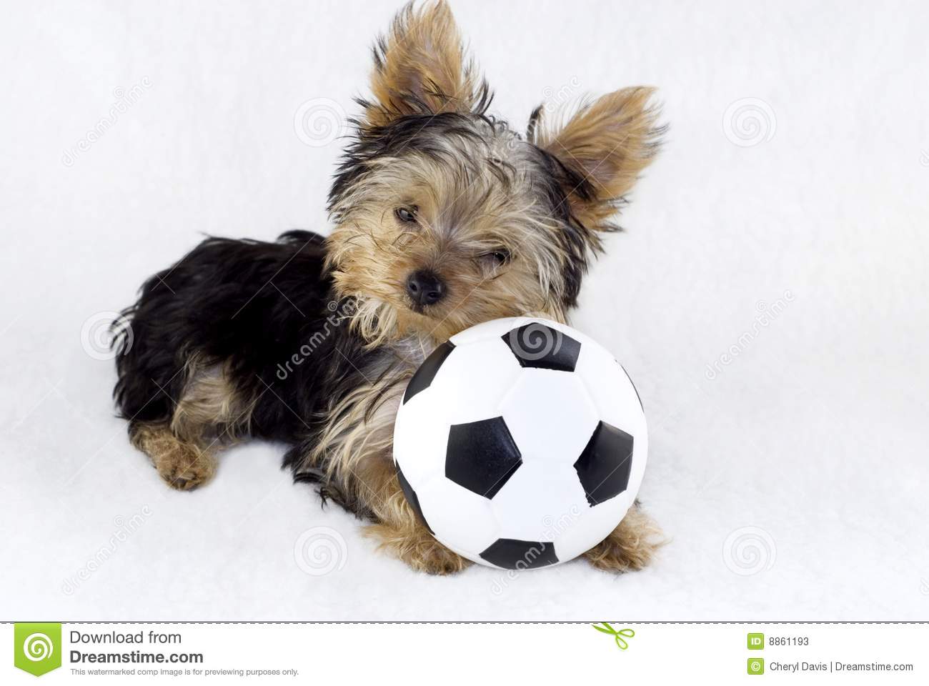 Yorkshire Terrier Puppy Playing With Football
