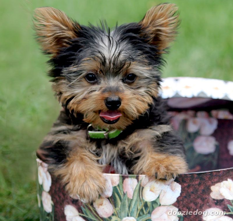Yorkshire Terrier Puppy Sitting In Basket In Garden