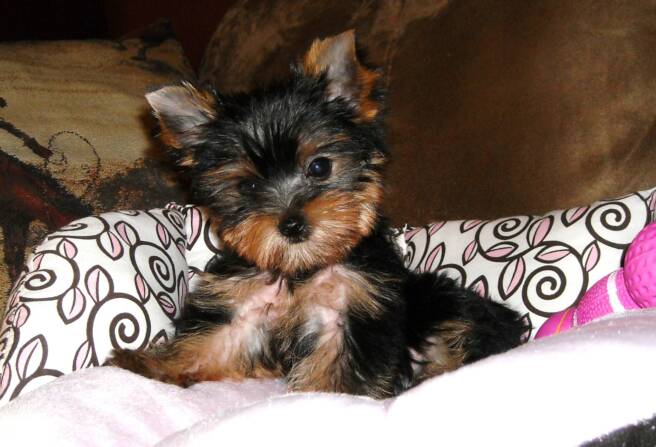 Yorkshire Terrier Puppy Sitting On Bed Picture