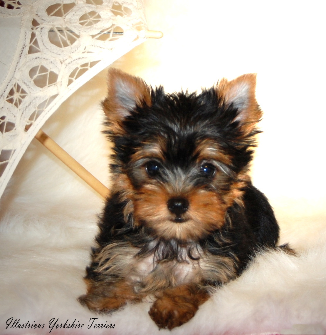 Yorkshire Terrier Puppy Sitting On Bed