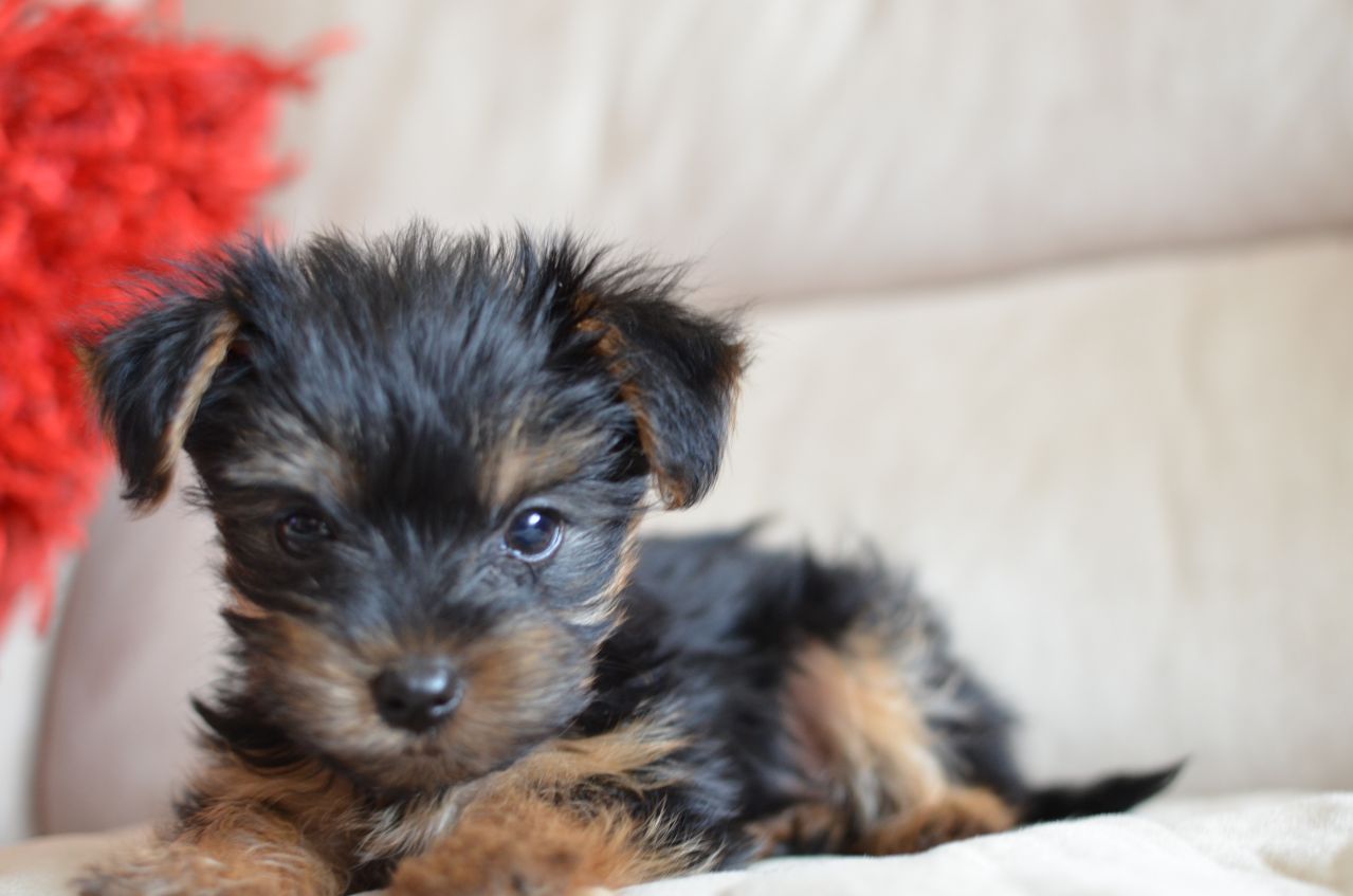Yorkshire Terrier Puppy Sitting Picture