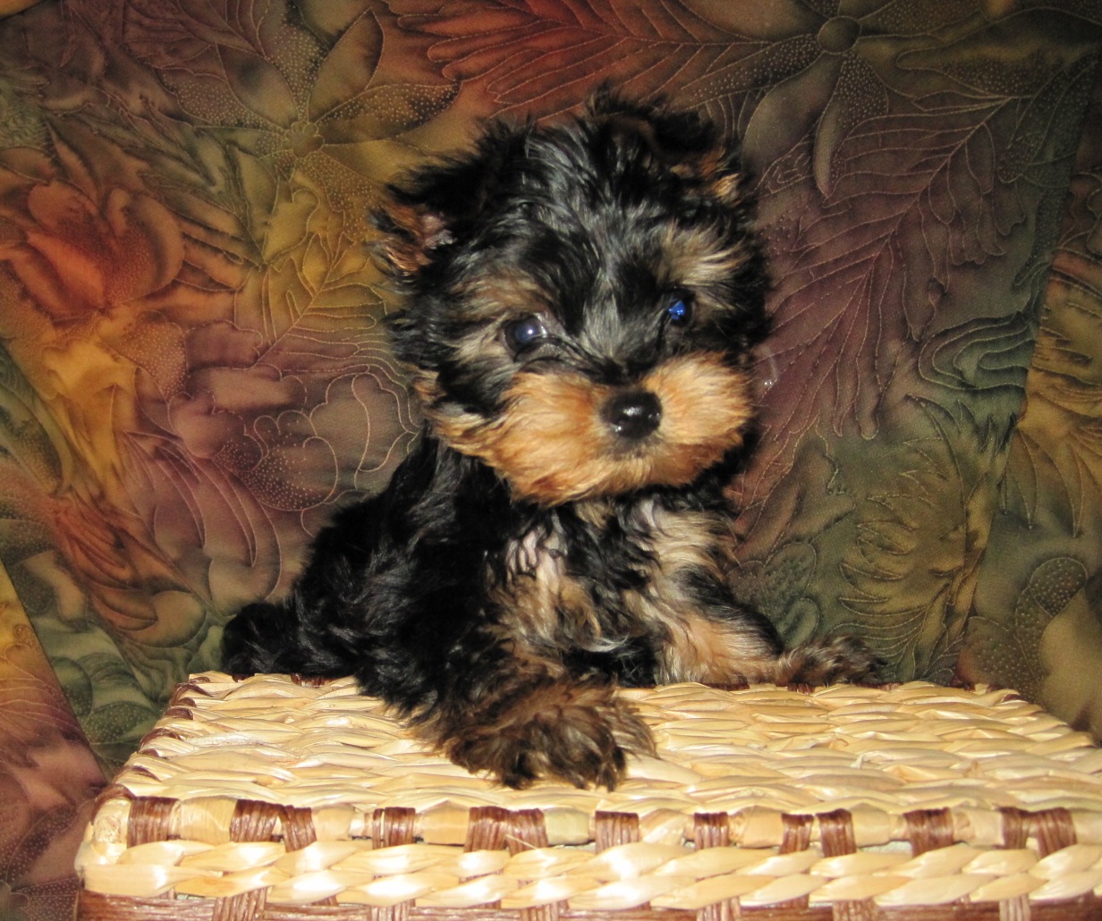 Yorkshire Terrier Puppy Sitting With Basket