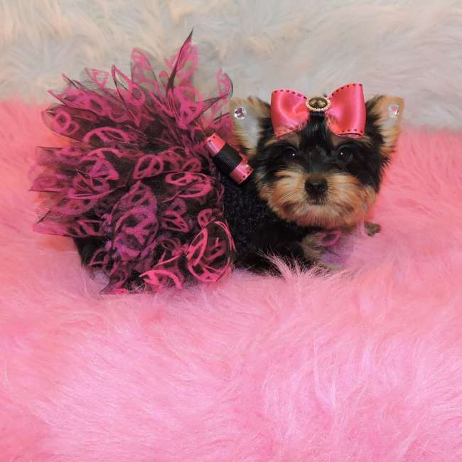 Yorkshire Terrier Puppy Wearing Bow Picture
