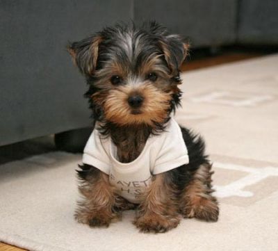 Yorkshire Terrier Puppy Wearing Tshirt
