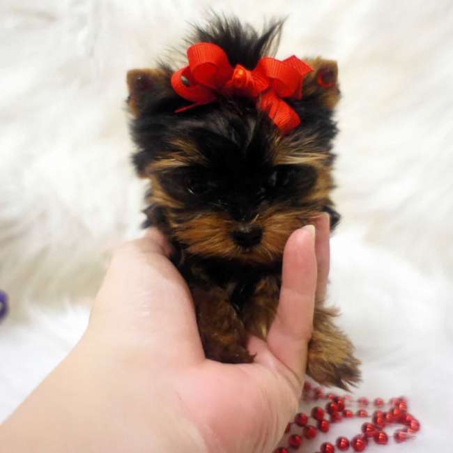 Yorkshire Terrier Puppy Wearing With Red Bow