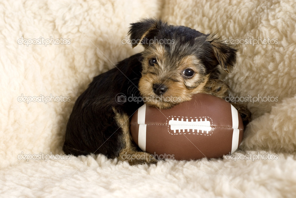 Yorkshire Terrier Puppy With Rugbee Ball
