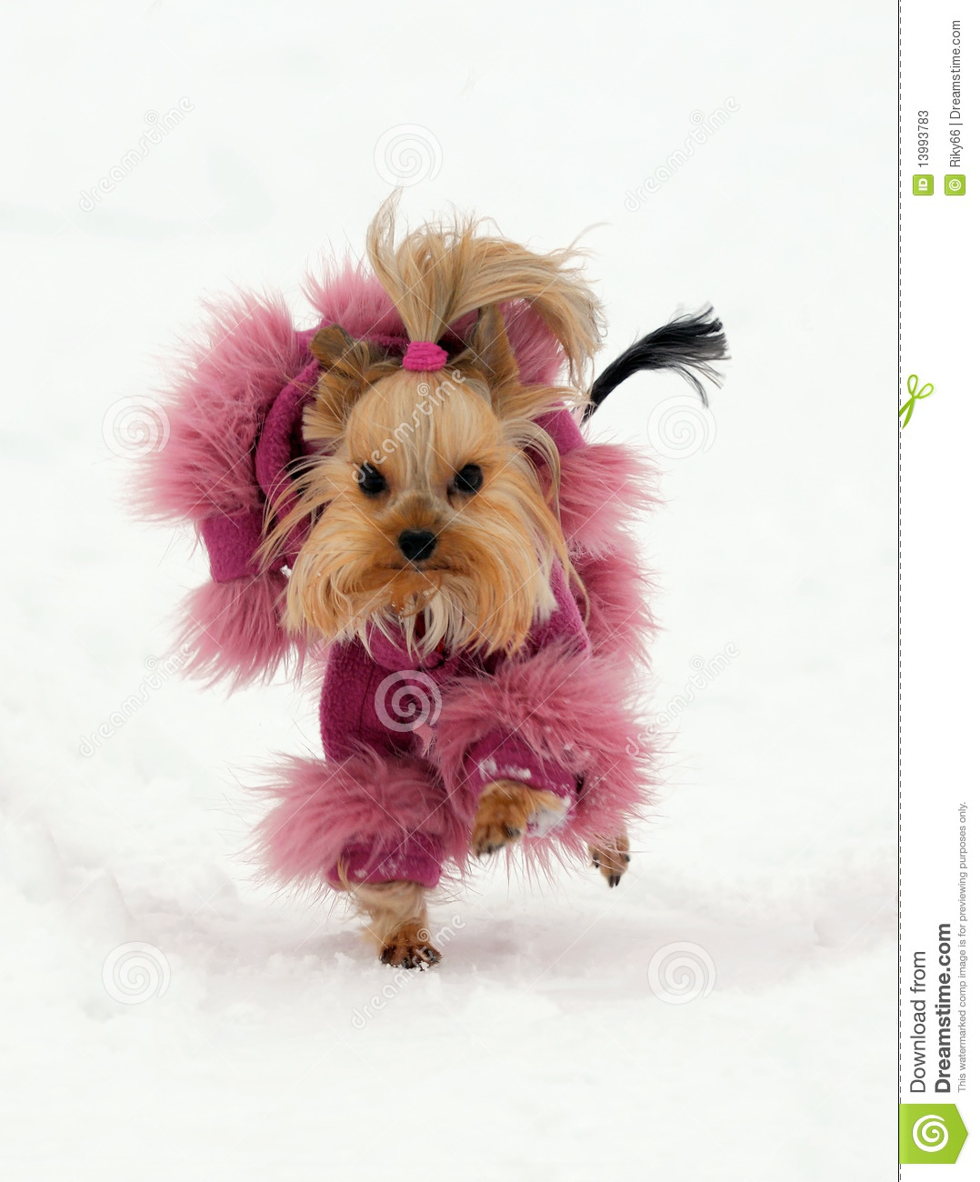 Yorkshire Terrier Wearing Pink Dress