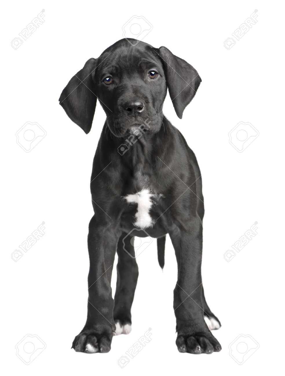 2 Months Old Black Great Dane Puppy