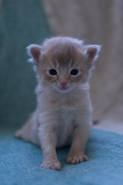 3 Week Old Somali Kitten