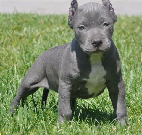4 Weeks Old Pit Bull Puppy On Green Lawn