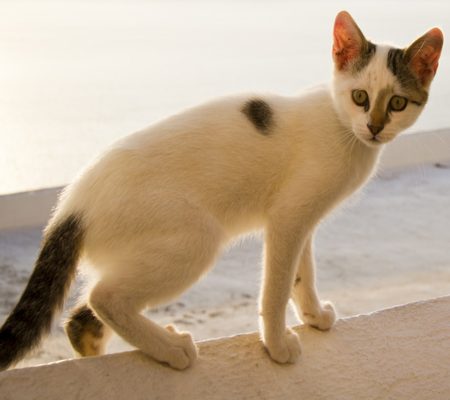 Adorable Aegean Cat