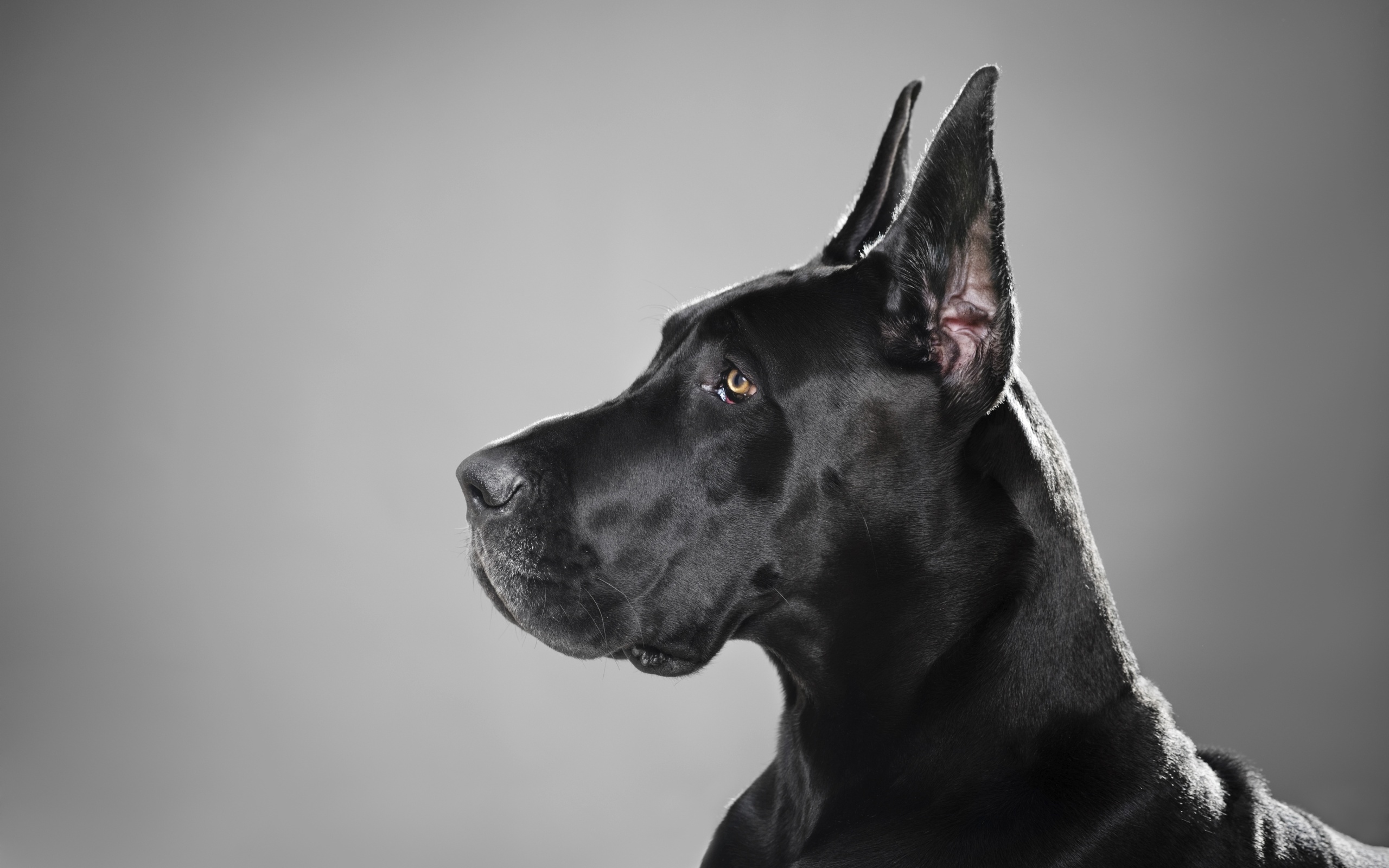 Adorable Black Great Dane Dog