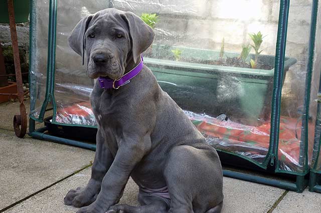 Adorable Blue Great Dane Puppy Sitting