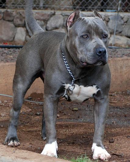 Adorable Blue Pit Bull Dog