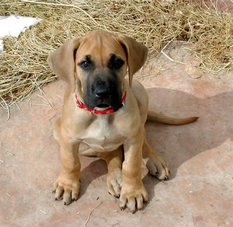 Adorable Fawn Great Dane Puppy Sitting