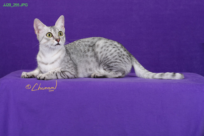 Adorable Silver Egyptian Mau Cat Sitting On Purple