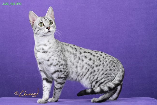 Adorable Silver Egyptian Mau Cat