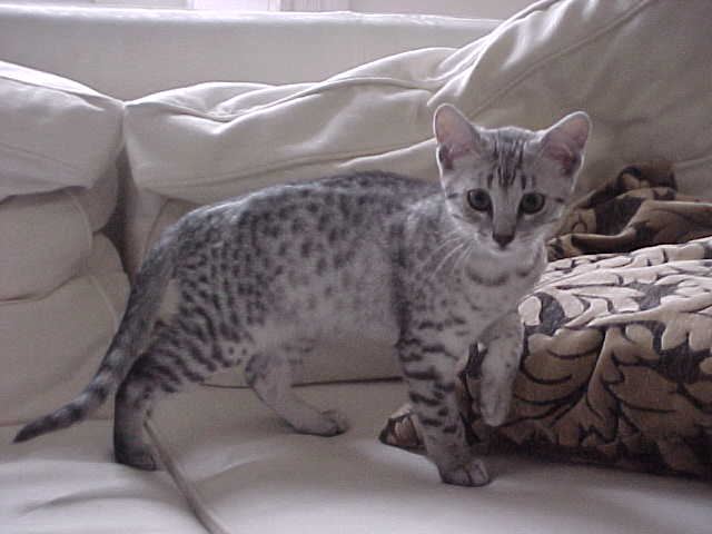 Adorable Silver Egyptian Mau Kitten On Bed