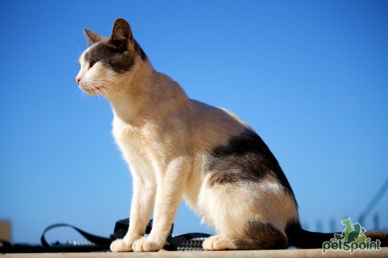 Adult Aegean Cat Sitting
