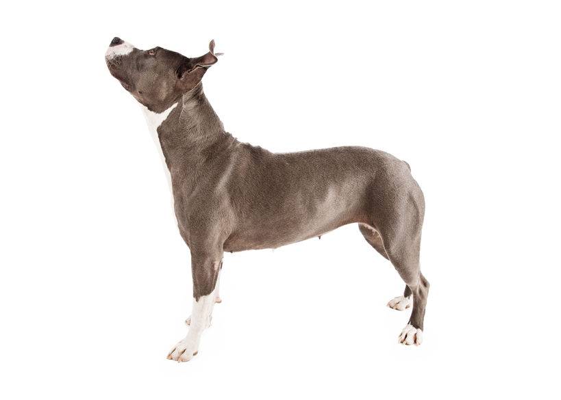 Adult Pit Bull Dog Standing