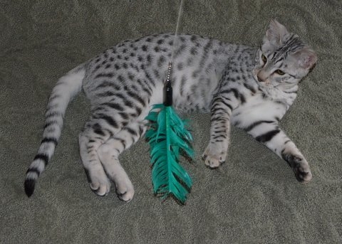 Adult Silver Egyptian Mau Cat Laying
