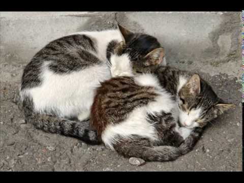 Aegean Kitten With Cat