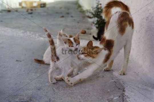 Aegean Kittens Playing With Cat