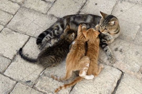 Aegean Kittens With Tabby Cat