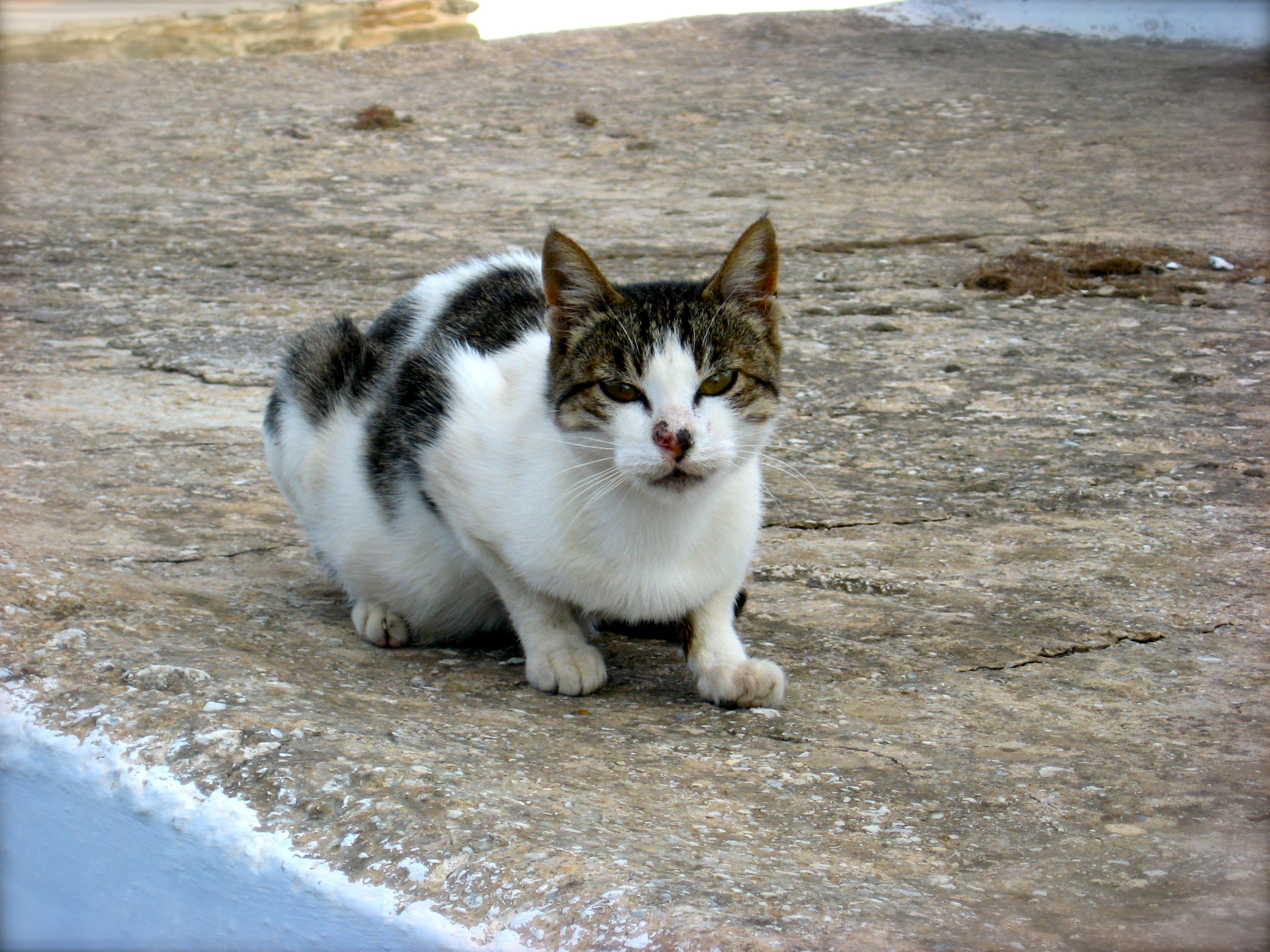 Awesome Aegean Cat With Brindle Nose