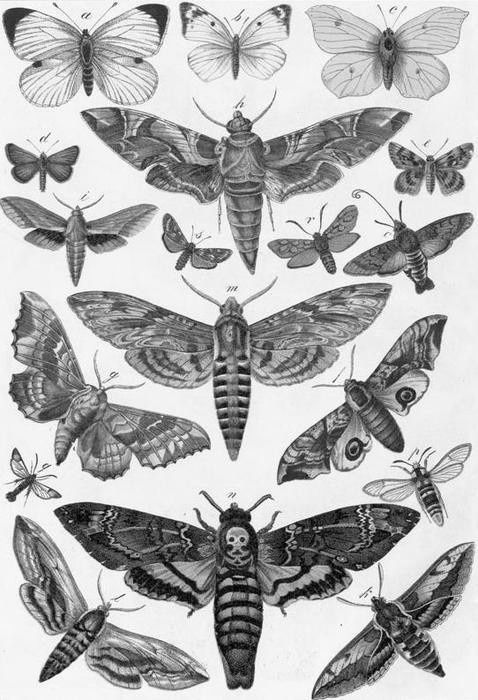 Awesome Black And Grey Moth Tattoo Flash