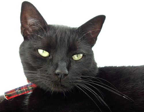 Awesome Black Egyptian Mau Cat Face