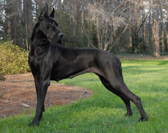 Awesome Black Great Dane Dog