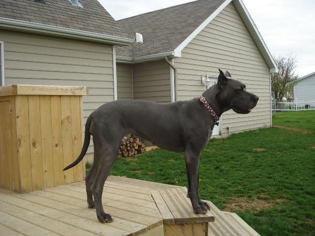 Awesome Blue Great Dane Dog In Park