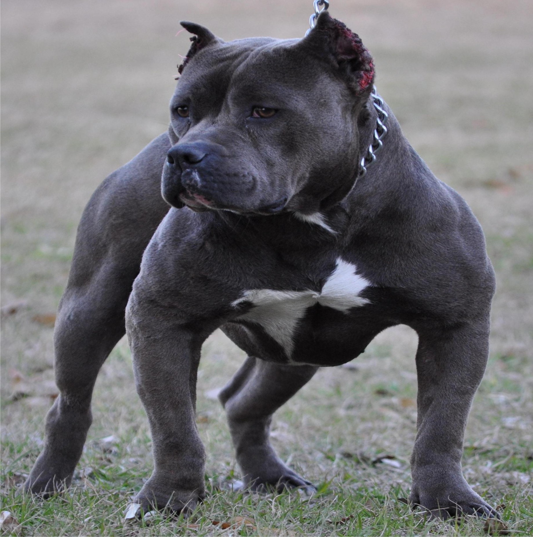 Awesome Blue Pit Bull Dog