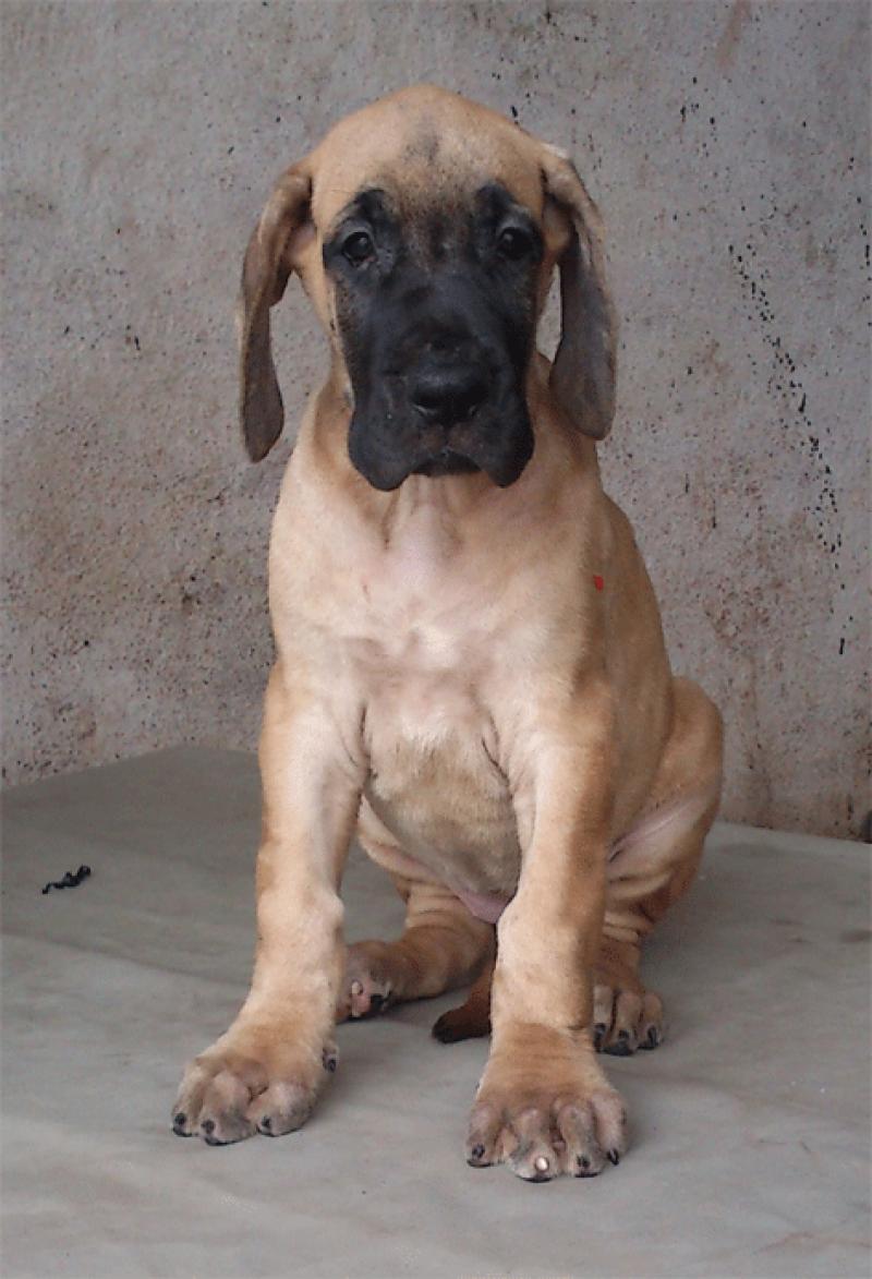 Awesome Fawn Great Dane Puppy